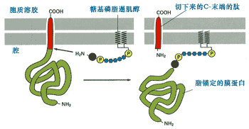 翻译后跨er膜运输某些蛋白质也可通过翻译后跨er膜运输,由于这些蛋白