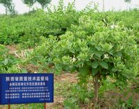 树型金银花标准化示范基地