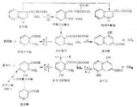 色氨酸的分解代谢