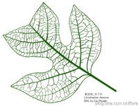 鹅掌楸（Liriodendron chinense）的叶