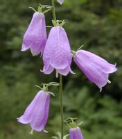 沙参 的花