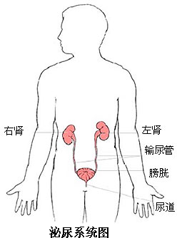 泌尿系统的组成