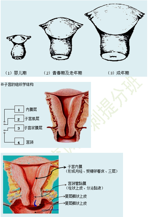 女性生殖系统