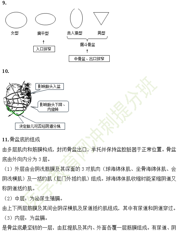 女性生殖系统