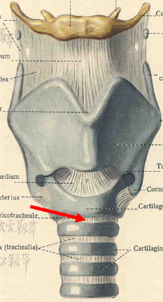 环状软骨气管韧带起自甲状软骨前角后面的圆锥形弹性纤维膜,止于杓状