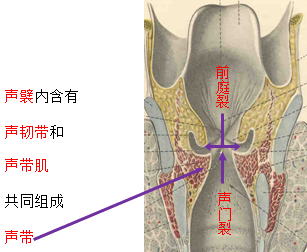 环状软骨气管韧带起自甲状软骨前角后面的圆锥形弹性纤维膜,止于杓状