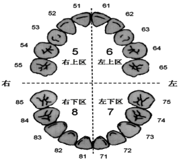 牙位记录法部位图片