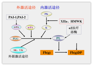 纤维蛋白溶解机制是什么呢