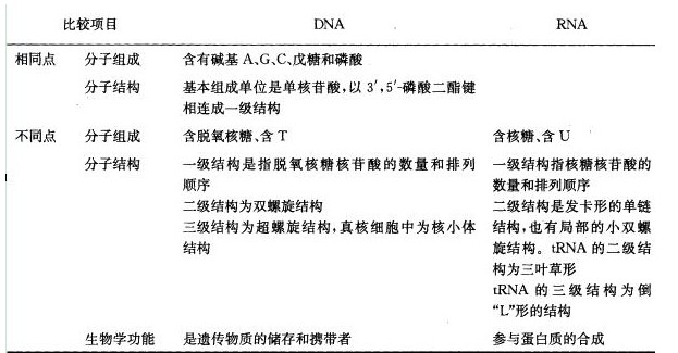 dna与rna的区别