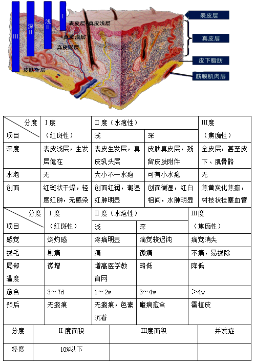 烧伤深度和分度