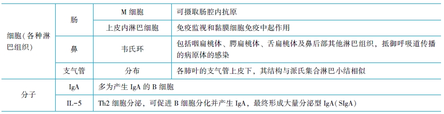 黏膜相关淋巴组织