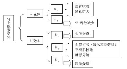 肾上腺素受体激动药-2021年临床执业助理医师考试药理学科目知识点/试