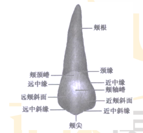 2022年口腔主治医师考点考情介绍-上颌前磨牙的牙体解剖特点