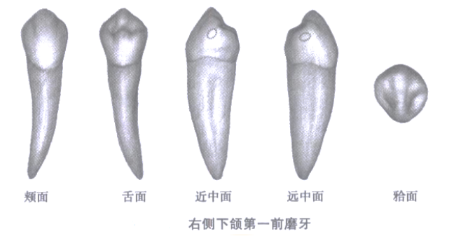 下门牙解剖图图片