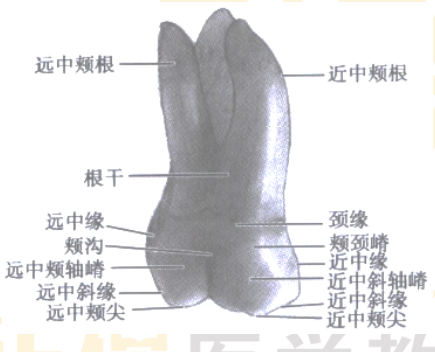 2022年口腔主治医师考点考情介绍-上颌磨牙的牙体解剖特点