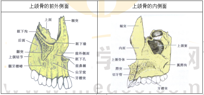 2022年口腔主治医师考点考情介绍-上颌骨的解剖特点（一）