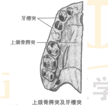 2022年口腔主治医师考点考情介绍-上颌骨的解剖特点（二）