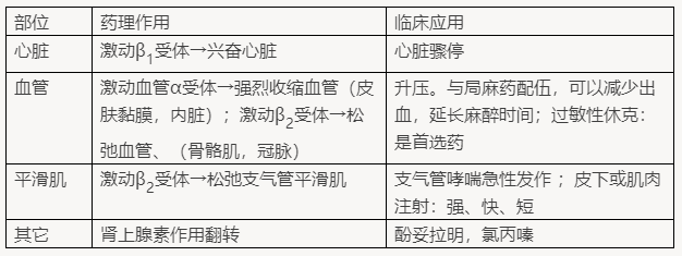 2022年临床医学专业本科水平测试【α、β受体激动药-肾上腺素 （AD）】