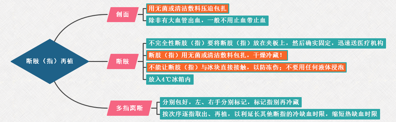 运动系统知识点：断肢（指）再植——2022年临床医学专业本科水平测试