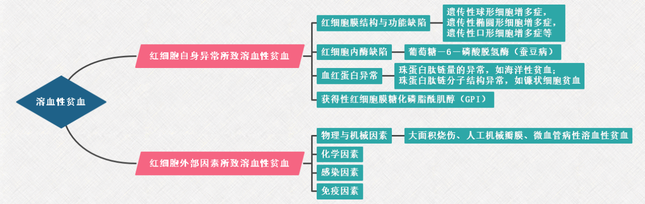 【血液系统：溶血性贫血】2022年临床医学专业本科水平测试知识点