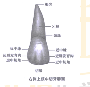 口腔主治医师考点：上颌中切牙的牙体特点