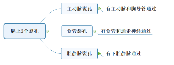 膈上3个裂孔：临床医学专业本科水平测试解剖学