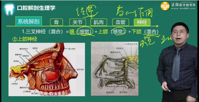 口腔主治医师考生掌握！下颌神经（混合神经）