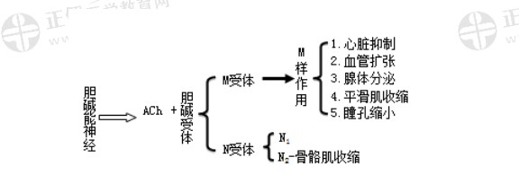 乙酰胆碱