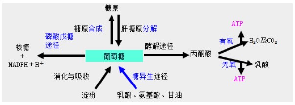 糖代谢