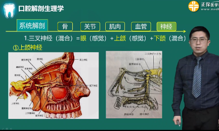 三叉神经-2023年口腔主治医师考试考点回顾