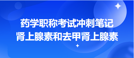 肾上腺素和去甲肾上腺素-2024药学职称考试冲刺笔记