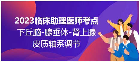 2023临床助理医师考点；下丘脑-腺垂体-肾上腺皮质轴系调节