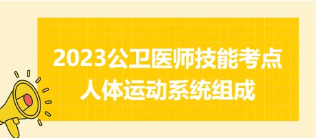 2023公卫医师技能考点-人体运动系统组成