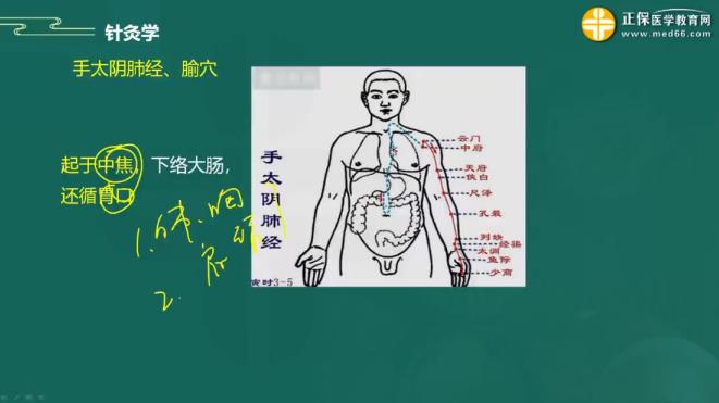 2023年中医执业助理医师备考知识点针灸学“手太阴肺经、腧穴”