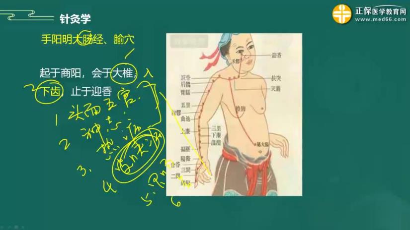 2023年中医执业助理医师备考知识点针灸学“手阳明大肠经、腧穴”