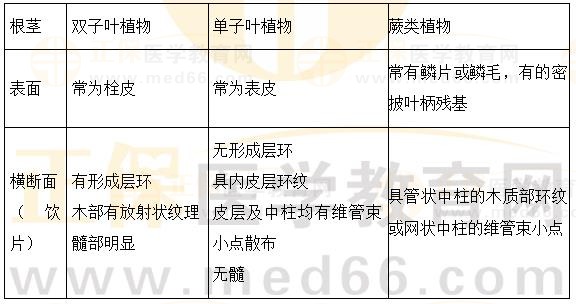 根及根茎类植物概述-2023执业药师《中药一》重要知识点打卡