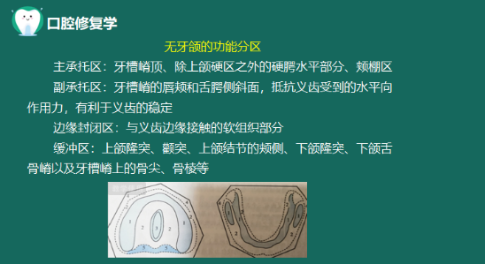 无牙颌功能分区