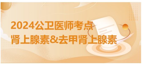 2024年公卫执业医师考试知识点<肾上腺素&去肾上腺素>速记