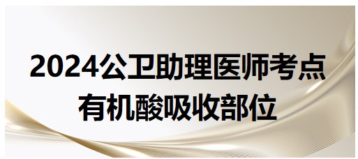 2024公卫助理医师考点小结&练习：有机酸吸收部位