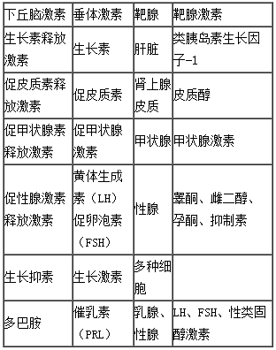 2024年内科主治医师考点：下丘脑、垂体激素及其靶器官